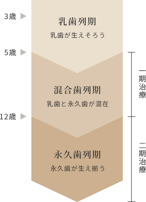 乳歯列期、混合歯列期、永久歯列期